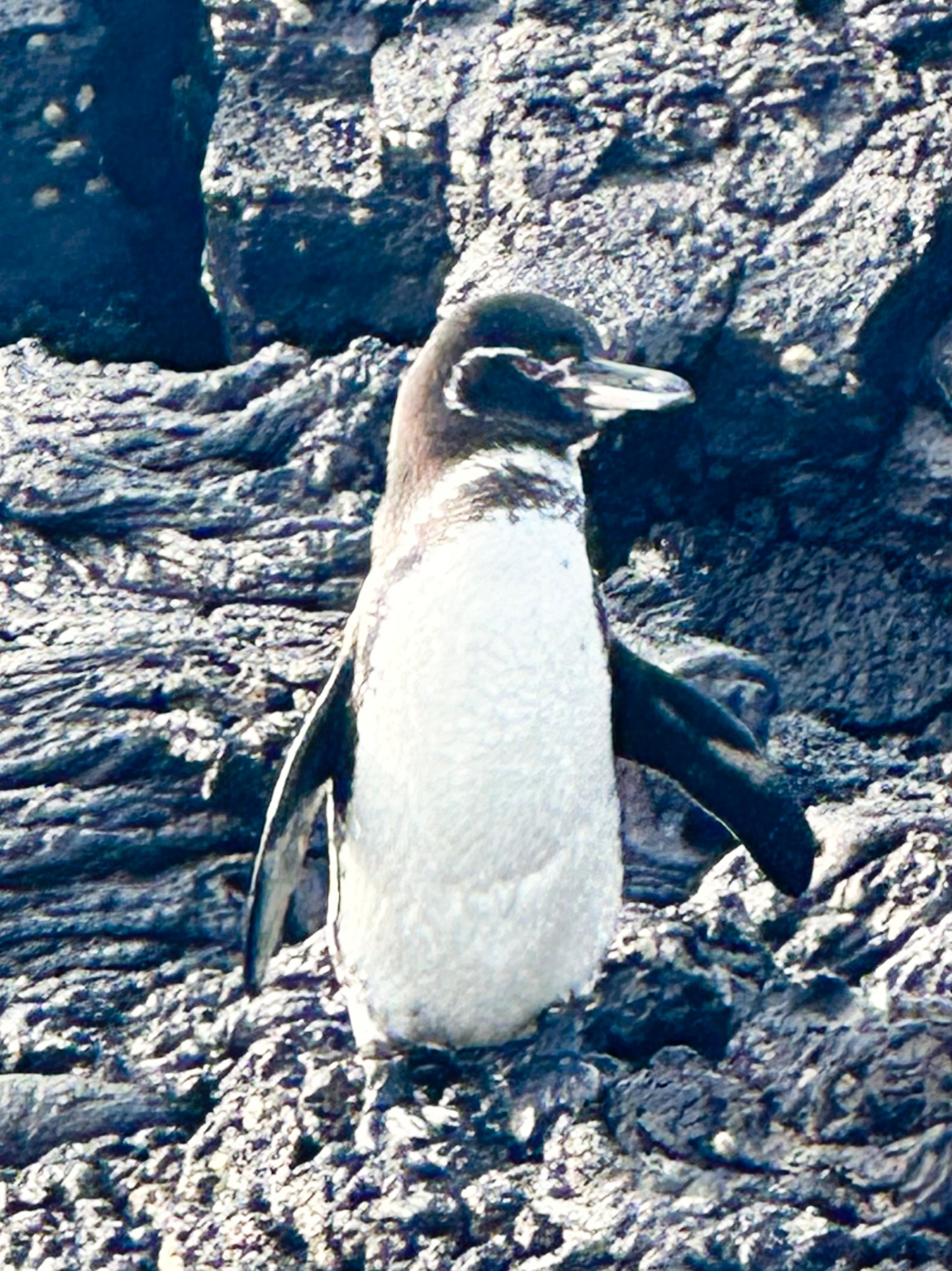 Galápagos penguin on black lava rock — photographed by Nicci Grotefendt during personal expedition, Travel GHR