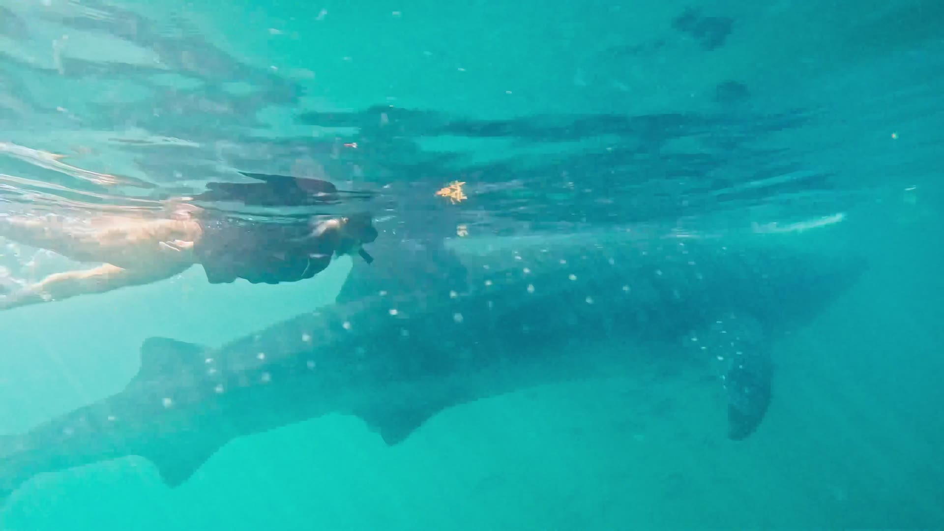 Nicci Grotefendt snorkels alongside a whale shark in the open Caribbean off Isla Blanca, north of Cancun, Mexico.