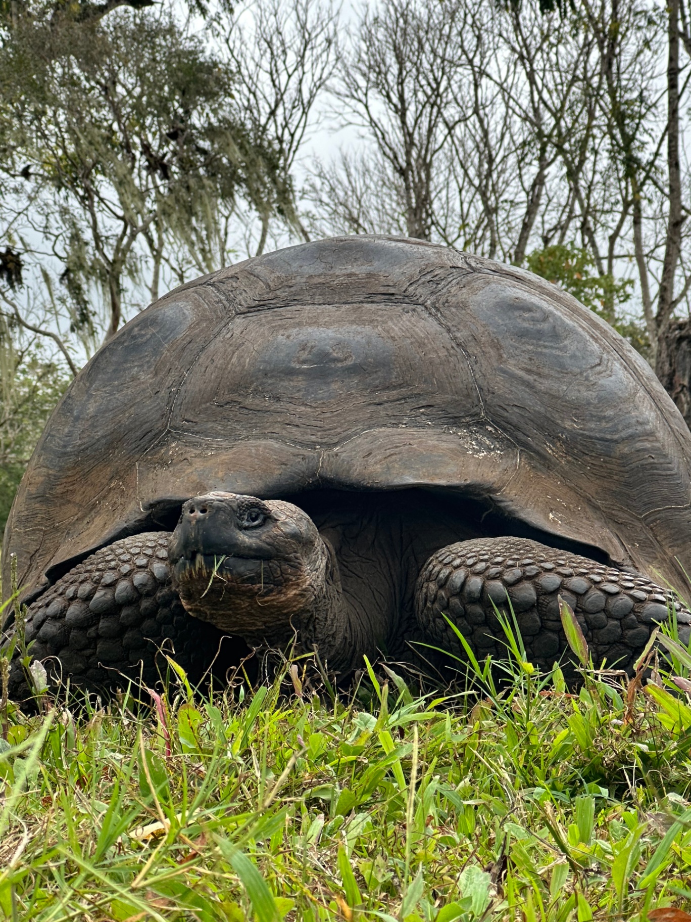 Giant Galápagos tortoise photographed up close on a guided expedition landing